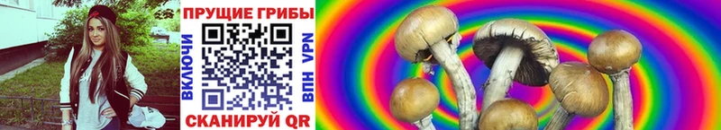 kraken ТОР  Донецк  Псилоцибиновые грибы GOLDEN TEACHER  где найти  